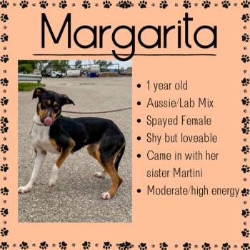 Margarita -  Australian Shepherd and Labrador Retriever Dog Available for Adoption in Junction City, Kansas - Margarita | PetCurious