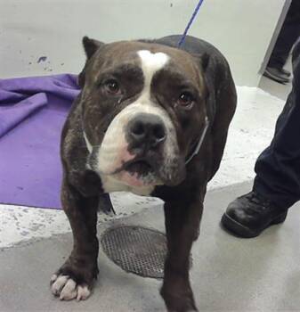 Staffordshire Bull Terrier and Mixed Breed Dogs Available for Adoption in Houston, Texas - PRESTON | PetCurious