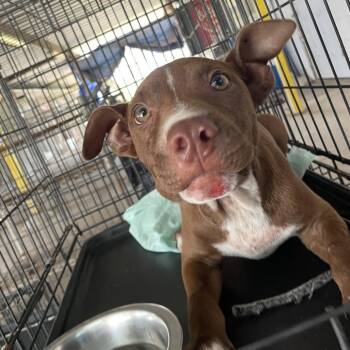American Staffordshire Terrier Dogs Available for Adoption in Edinburg, Texas - C-3P0 | PetCurious