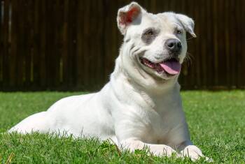 Ferny -  American Staffordshire Terrier Dog for Adoption in Houston, Texas - Ferny | PetCurious