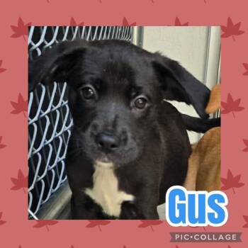 Gus -  Labrador Retriever and Rat Terrier Dog for Adoption in Ringwood, New Jersey - Gus | PetCurious