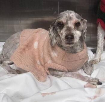 Poodle Dogs Available for Adoption - Felicia | PetCurious