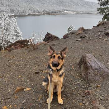 Cosmo -  German Shepherd Dog Dog for Adoption in Milford, Iowa - Cosmo | PetCurious