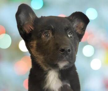 Mixed Breed Dogs Available for Adoption in Schaumburg, Illinois - Lita | PetCurious