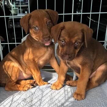 Darcy -  Mixed Breed Dog for Adoption in Binghamton, New York - Darcy | PetCurious