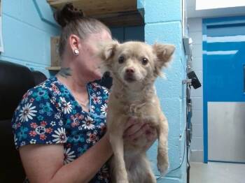 MIKA -  Chihuahua and Mixed Breed Dog for Adoption in Albuquerque, New Mexico - MIKA | PetCurious