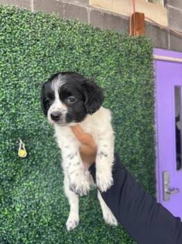 61686736 -  Terrier and Mixed Breed Dog for Adoption in El Paso, Texas - 61686736 | PetCurious
