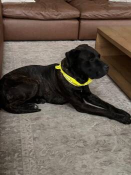 Barbie -  Cane Corso Dog for Adoption in Thornton, Colorado - Barbie | PetCurious