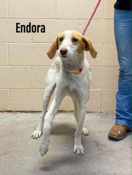 Endora -  Coonhound Dog Available for Adoption in Clearfield, Kentucky - Endora | PetCurious