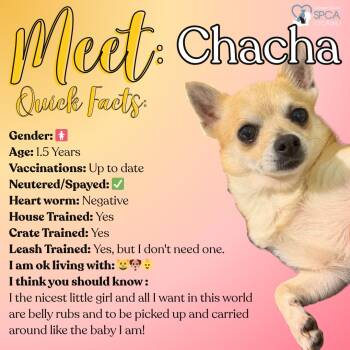 Chihuahua Dogs Available for Adoption in Fulton, New York - Chacha | PetCurious