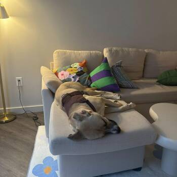 Rescue Black Mouth Cur and American Staffordshire Terrier Dogs for Adoption in Blacksburg, Virginia - Bear (foster Or Adopter) | PetCurious