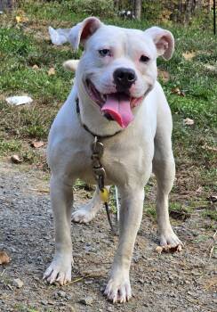 Rescue Mixed Breed Dogs for Adoption in Vassalboro, Maine - Thor | PetCurious