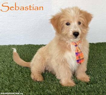 Sebastian -  Labradoodle Dog for Adoption in San Diego, California - Sebastian | PetCurious
