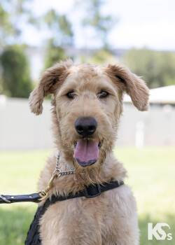 Benji -  Goldendoodle Dog for Adoption - Benji | PetCurious