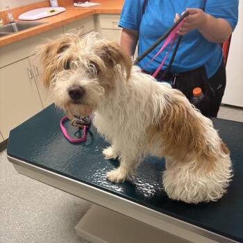 Terrier Dogs Available for Adoption - Strawberry | PetCurious