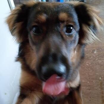 Una -  German Shepherd Dog and Border Collie Dog for Adoption in Ottawa Hills, Ohio - Una | PetCurious