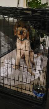 Canelo -  Goldendoodle Dog for Adoption in Aurora, Colorado - Canelo | PetCurious