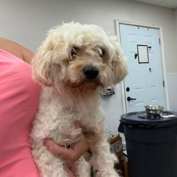 Toby -  Mixed Breed Dog for Adoption in Fredericksburg, Virginia - Toby | PetCurious