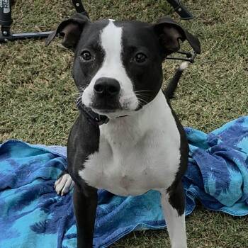 American Staffordshire Terrier and Pit Bull Terrier Dogs Available for Adoption in Whittier, California - Tay Tay | PetCurious