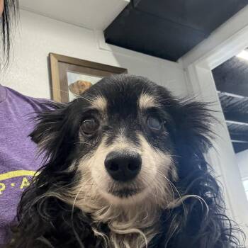 Inky -  Chihuahua Dog for Adoption in Blue Springs, Missouri - Inky | PetCurious