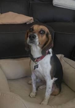 Monroe -  Beagle Dog for Adoption in Las Vegas, Nevada - Monroe | PetCurious