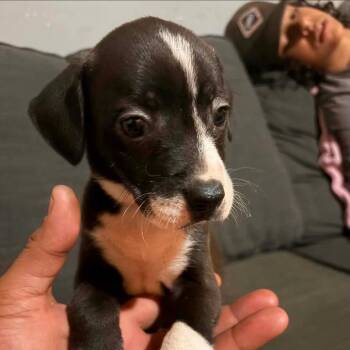 Babs -  Mixed Breed Dog for Adoption in Fredericksburg, Virginia - Babs | PetCurious