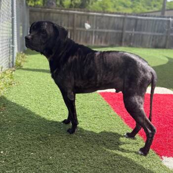 Mixed Breed Dogs Available for Adoption in Batavia, Ohio - Dexter | PetCurious