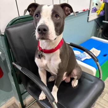Velma -  American Staffordshire Terrier Dog for Adoption in Pinellas Park, Florida - Velma | PetCurious