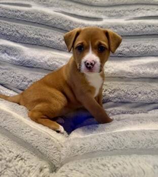 Mixed Breed Dogs Available for Adoption in Wilmington Island, Georgia - Dumpling | PetCurious