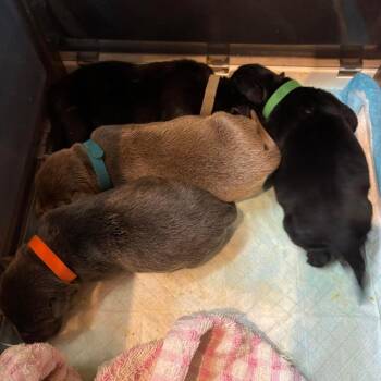 Oakley Earth C508 -  Mixed Breed Dog for Adoption in Allen, Texas - Oakley Earth C508 | PetCurious