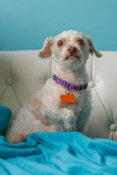 Shih Tzu and Poodle Dogs Available for Adoption in Minneapolis, Minnesota - Winnie | PetCurious