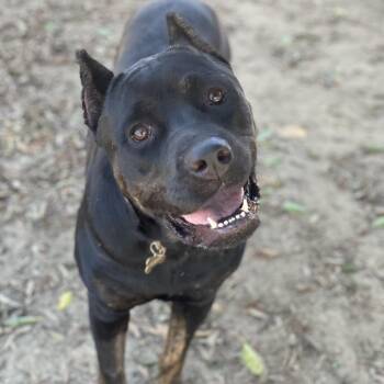 Miss Buggie -  Rottweiler and Mixed Breed Dog for Adoption in Riverside, California - Miss Buggie | PetCurious