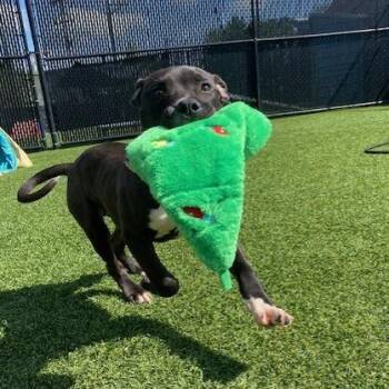 Dax -  Mixed Breed Dog for Adoption in Pittsburgh, Pennsylvania - Dax | PetCurious