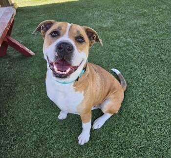 Hugo -  Bulldog Dog for Adoption in Sparta, Wisconsin - Hugo | PetCurious
