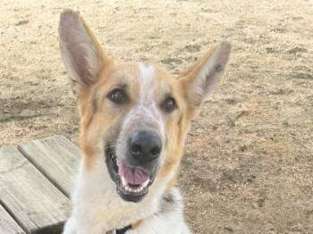 Mixed Breed Dogs Available for Adoption in Georgetown, Texas - Grinch | PetCurious