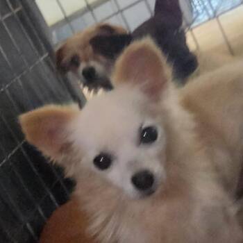 Mike Wazowski -  Mixed Breed Dog for Adoption in Leander, Texas - Mike Wazowski | PetCurious