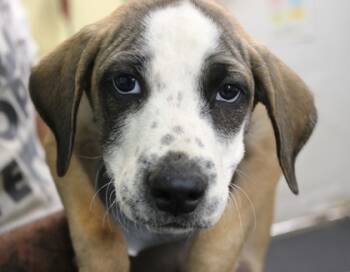 Rescue American Staffordshire Terrier and Mixed Breed Dogs for Adoption in Picayune, Mississippi - Eston | PetCurious