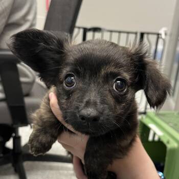 Scuba Steve -  Chihuahua Dog for Adoption in Fort Wayne, Indiana - Scuba Steve | PetCurious