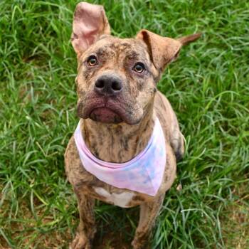 Ramona -  Pit Bull Terrier Dog for Adoption in Beaumont, Texas - Ramona | PetCurious