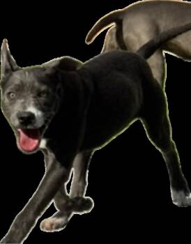 Labrador Retriever Dogs Available for Adoption - BoPeep | PetCurious