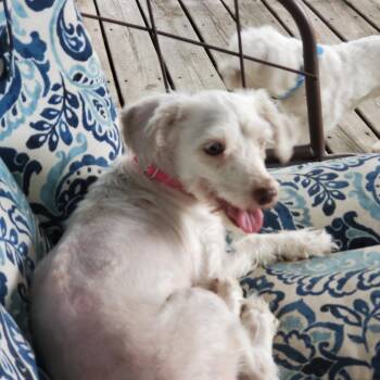 Havanese Dogs Available for Adoption in Rochester, Minnesota - Frannie Mae | PetCurious