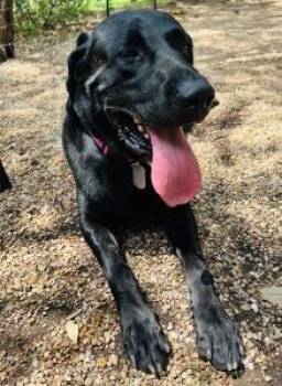 Obie -  Labrador Retriever Dog for Adoption in Austin, Texas - Obie | PetCurious