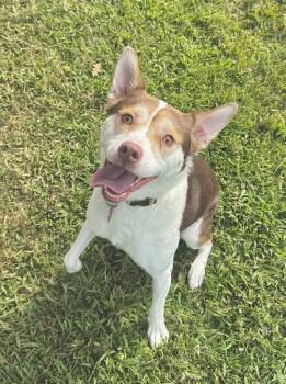Rescue Terrier and Catahoula Leopard Dog Dogs for Adoption in Gray, Louisiana - Alder (Bunna) | PetCurious