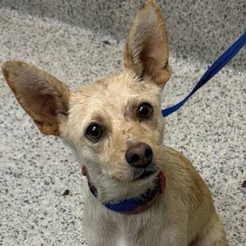 Alice -  Terrier Dog for Adoption in Nampa, Idaho - Alice | PetCurious