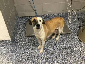 Pit Bull Terrier and Mixed Breed Dogs Available for Adoption in Thousand Palms, California - PUMPKIN | PetCurious