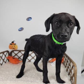 Bandaid -  Retriever and Mixed Breed Dog for Adoption in Fort Wayne, Indiana - Bandaid | PetCurious