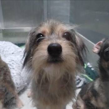 SCOUT -  Chihuahua and Yorkshire Terrier Dog for Adoption in Alameda, California - SCOUT | PetCurious