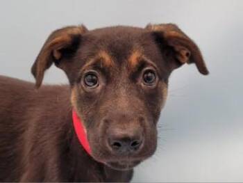 Moss -  German Shepherd Dog and Mixed Breed Dog for Adoption in Golden Valley, Minnesota - Moss | PetCurious
