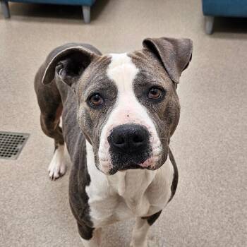 Delilah -  Pit Bull Terrier Dog for Adoption in Chatham, Virginia - Delilah | PetCurious