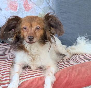 Mia -  Papillon and Dachshund Dog for Adoption - Mia | PetCurious